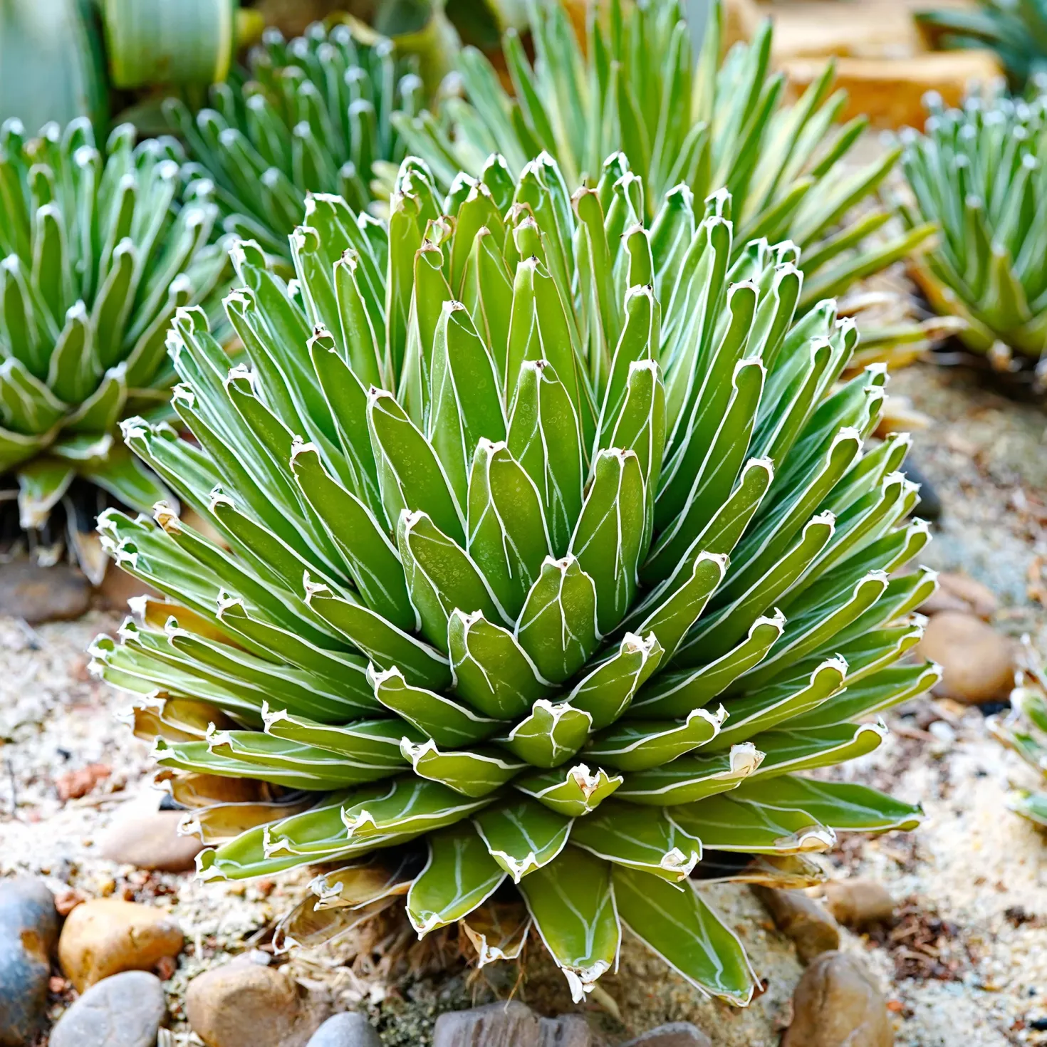 Königin-Victoria-Agave - Skulptur fürs Fensterbrett