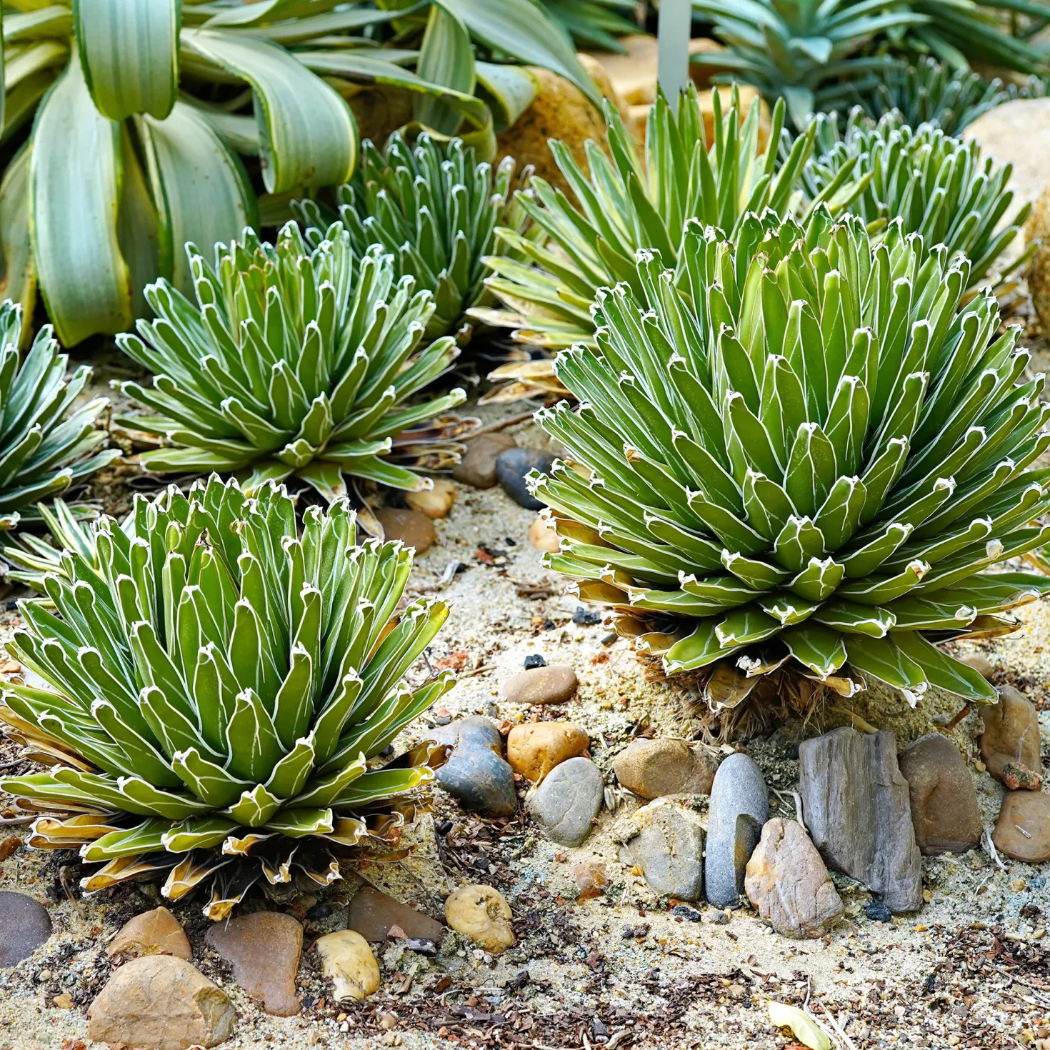 Königin-Victoria-Agave - Skulptur fürs Fensterbrett