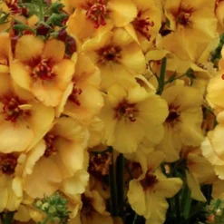 Königskerze Honey Dijon - Senffarbene Blüten den ganzen Sommer