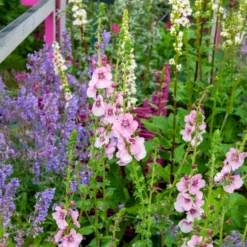 Königskerze Pink Domino - Rosa Blüten in voller Sonne