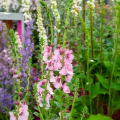 Königskerze Pink Domino - Rosa Blüten in voller Sonne