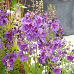 Königskerze Sugar Plum - Violette Blütenkerzen