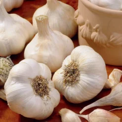Knoblauch ‘Messidrôme’ - Ernte ganz ohne Mühe