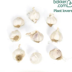 Knoblauch rosa - Milder Knoblauch, große Ernte