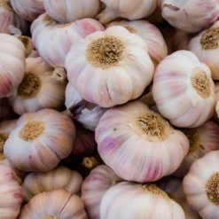 Knoblauch rosa - Milder Knoblauch, große Ernte