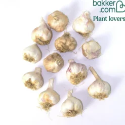 Knoblauch ‘Thérador’ - Kräftiger Knoblauch, leicht geerntet