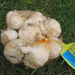Knoblauch ‘Thérador’ - Kräftiger Knoblauch, leicht geerntet