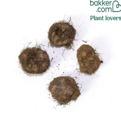 Knollenbegonien Mischung 'Wummi' (x4) - Blüten den ganzen Sommer