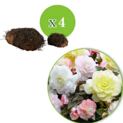 Knollenbegonien Mischung 'Wummi' (x4) - Blüten den ganzen Sommer