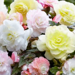 Knollenbegonien Mischung 'Wummi' (x4) - Blüten den ganzen Sommer