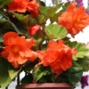 Knollenbegonie Orange - Sofort leuchtende Blüten