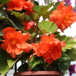Knollenbegonie Orange - Sofort leuchtende Blüten