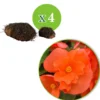 Knollenbegonie orange (x4) - Blüten satt bis zum Frost