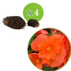 Knollenbegonie orange (x4) - Blüten satt bis zum Frost