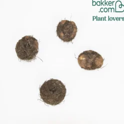 Knollenbegonie orange (x4) - Blüten satt bis zum Frost