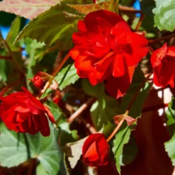 Knollenbegonie rot - Kräftiges Rot ohne Sonne