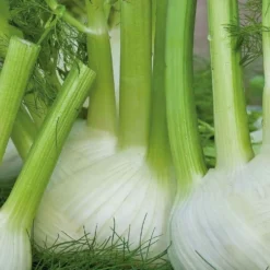 Knollenfenchel ‘Finale’ Bio - Zarte Knollen ganz einfach