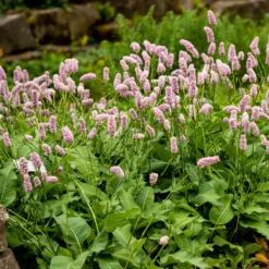 Knöterich Superba - Rosa Blüten den ganzen Sommer