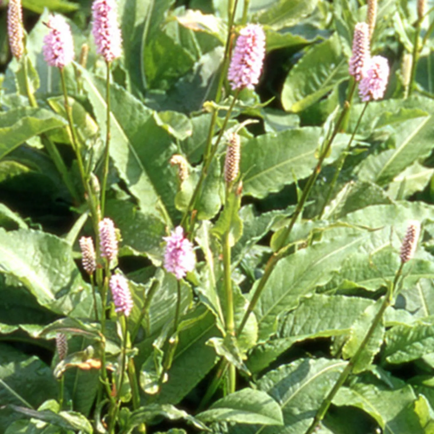 Knöterich Superba - Rosa Blüten den ganzen Sommer