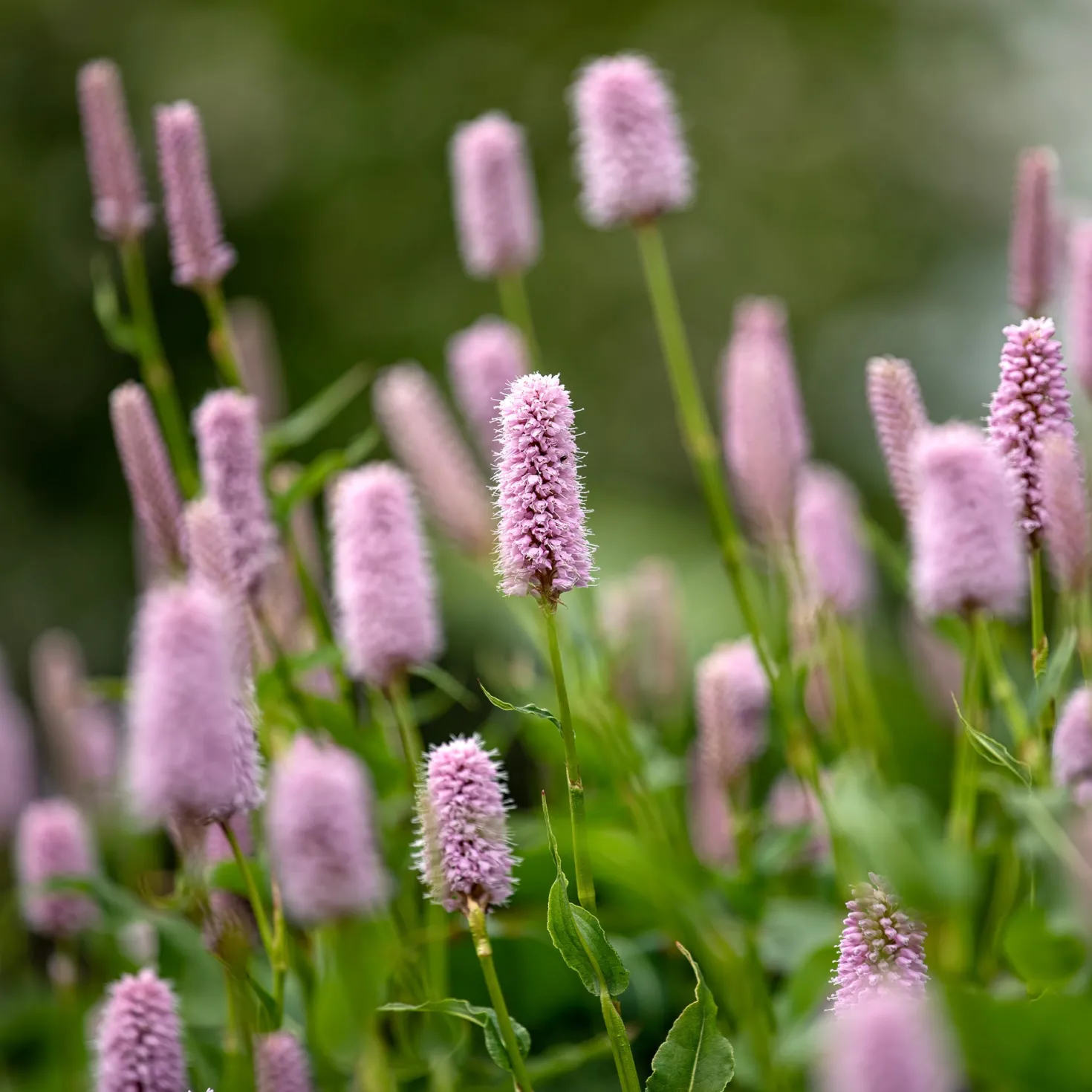 Knöterich Superba - Rosa Blüten den ganzen Sommer