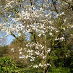 Kobushi-Magnolie - Frühblüher ohne Aufwand