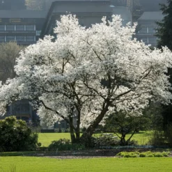 Kobushi-Magnolie - Frühblüher ohne Aufwand
