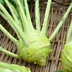 Kohlrabi Superschmelz - Riesig, zart, nie holzig