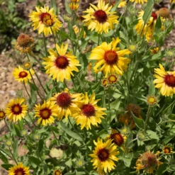 Kokardenblume ‘Amber Wheels’ - Sonnengelb bis Oktober
