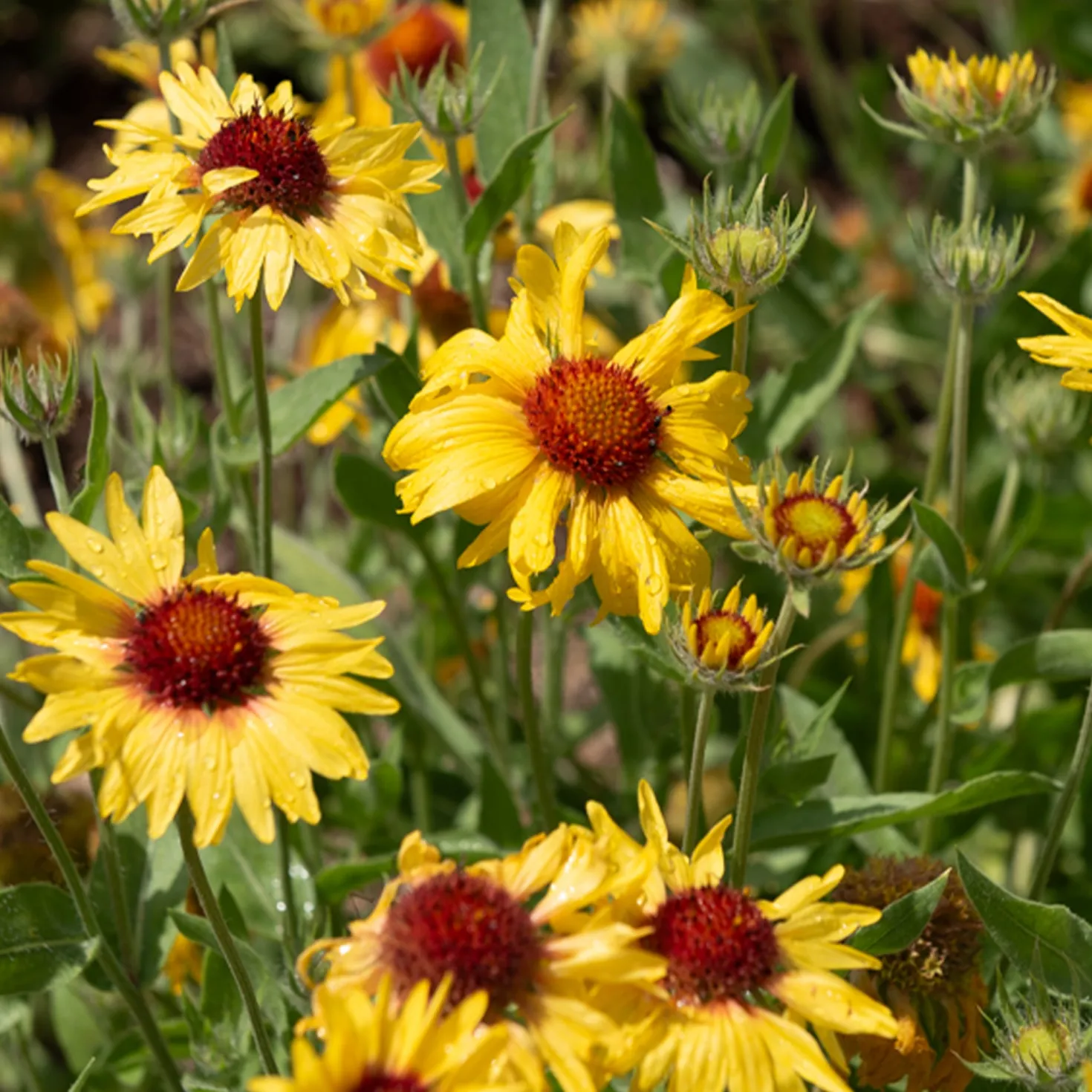 Kokardenblume ‘Amber Wheels’ - Sonnengelb bis Oktober