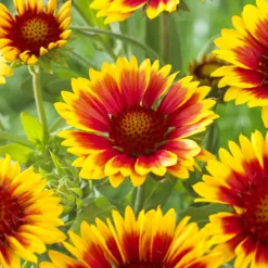 Kokardenblume ‘Kobold’ - Blüht den ganzen Sommer