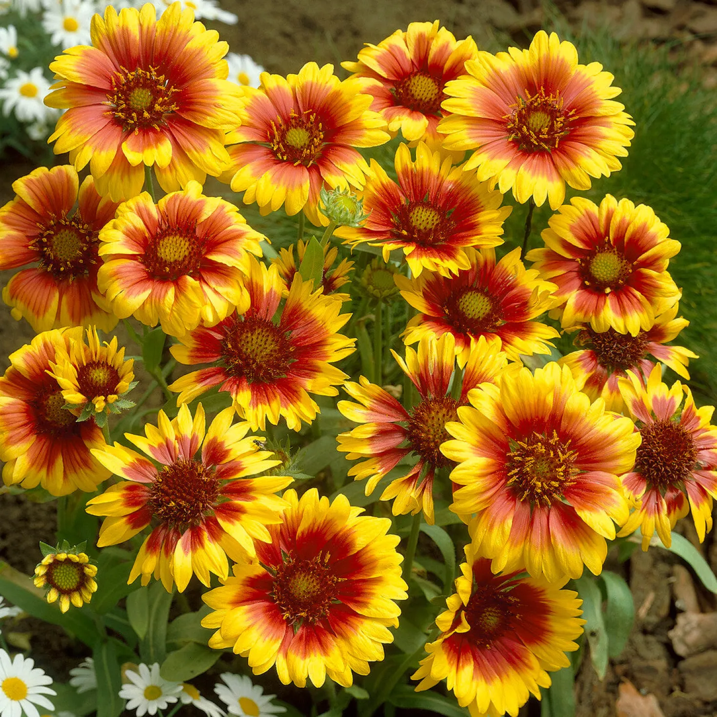 Kokardenblume ‘Kobold’ - Blüht den ganzen Sommer