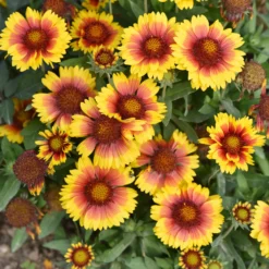 Kokardenblume ‘Kobold’ - Blüht den ganzen Sommer