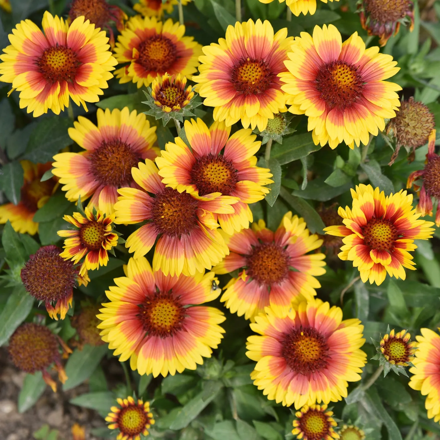Kokardenblume ‘Kobold’ - Blüht den ganzen Sommer