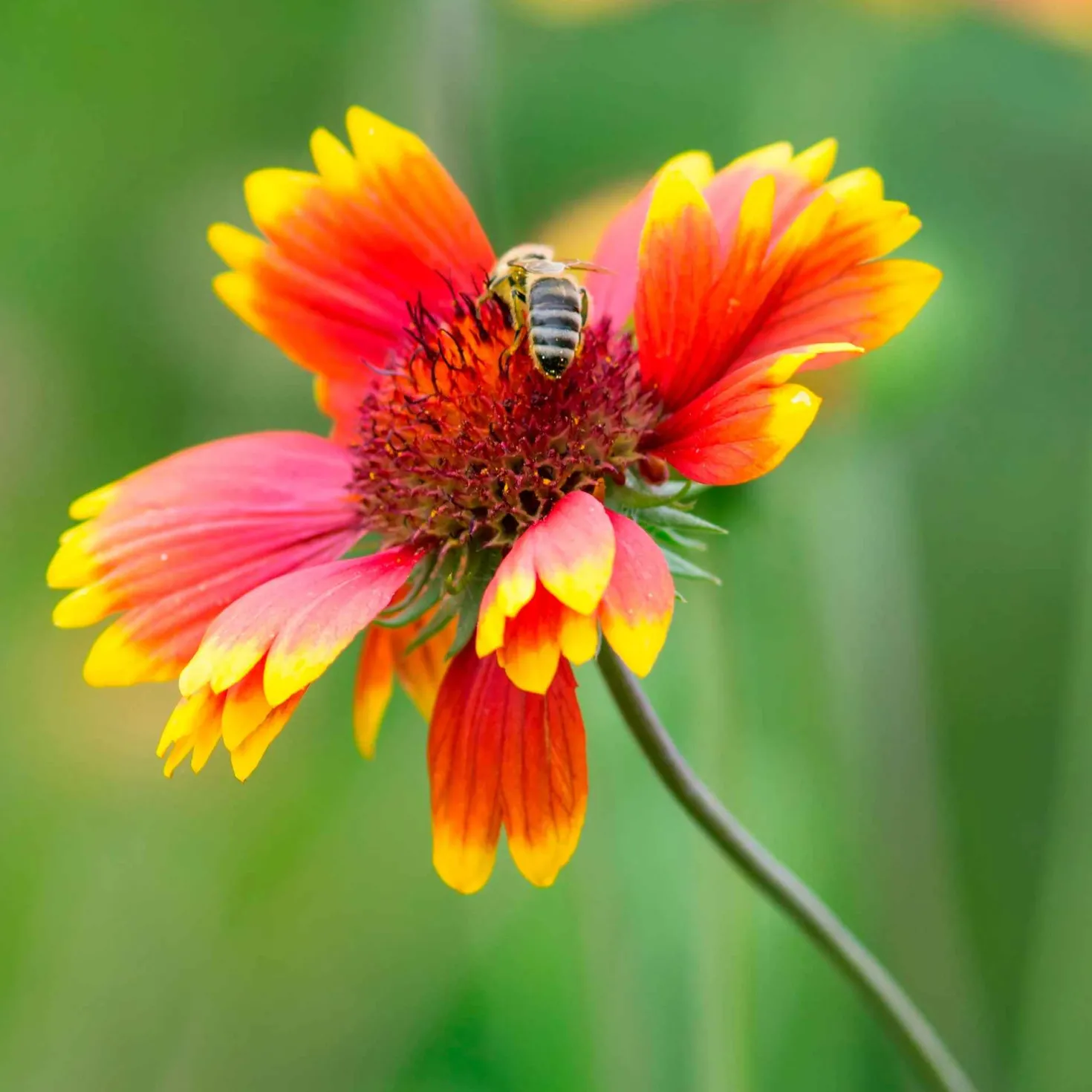 Kokardenblume ‘Kobold’ - Blüht den ganzen Sommer
