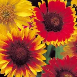 Kokardenblumen Mischung - Sommerfarben ohne Aufwand