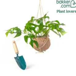 Kokodama Lochpflanze Monstera minima Inkl. Kokostopf - Grünes Deko-Statement