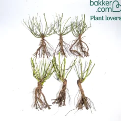 Kollektion Bodendeckerrosen (Happy Chappy + Wonderland) (x6) - Blütenteppich den ganzen Sommer
