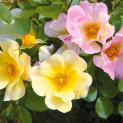 Kollektion Bodendeckerrosen (Happy Chappy + Wonderland) (x6) - Blütenteppich den ganzen Sommer