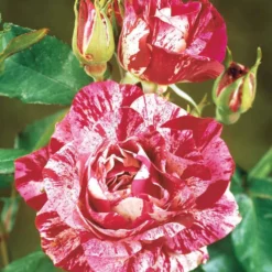 Kollektion Edelrosen (Black Baccara, Candy stripe, Helga) (x3) - Drei Farben, ein Beet