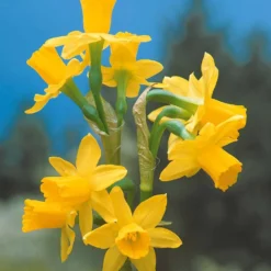 Kollektion mini Narzissen (x30) - Frühling im Miniformat