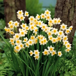 Kollektion mini Narzissen (x30) - Frühling im Miniformat