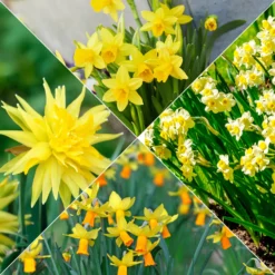 Kollektion mini Narzissen (x30) - Frühling im Miniformat