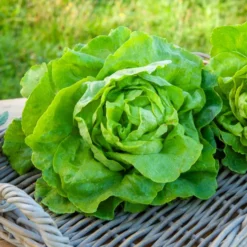 Kopfsalat Appia - Zarter Salat, schnell geerntet
