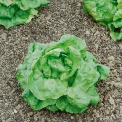 Kopfsalat ‘Du Bon Jardinier’ - Knackig frisch vom Beet
