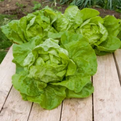 Kopfsalat ‘Grosse blonde paresseuse’ - Salat ohne Schossen