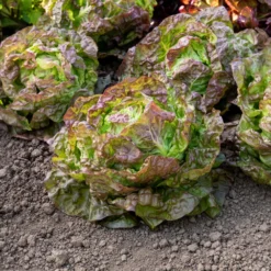 Kopfsalat ‘Merveille des quatre saisons’ - Salat das ganze Jahr