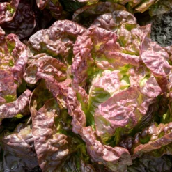 Kopfsalat ‘Merveille des quatre saisons’ - Salat das ganze Jahr