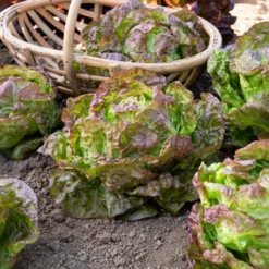 Kopfsalat ‘Merveille des quatre saisons’ - Salat das ganze Jahr