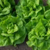 Kopfsalat Novappia (x6) - Knackiger Salat ganz einfach