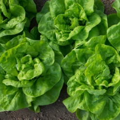 Kopfsalat Novappia (x6) - Knackiger Salat ganz einfach